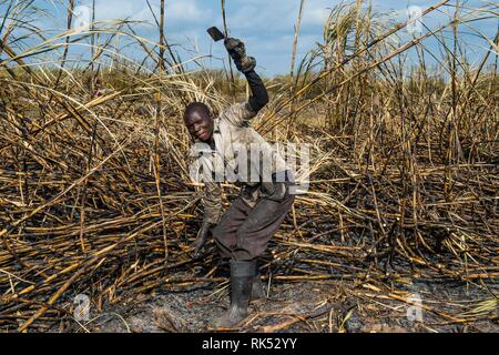 Sugar cane cutter in the burned sugar cane fields, Nchalo, Malawi, Africa Stock Photo