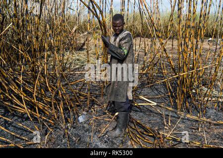 Sugar cane cutter in the burned sugar cane fields, Nchalo, Malawi, Africa Stock Photo