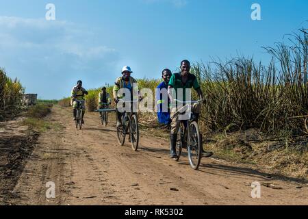 Sugar cane cutters on their way to work cycling through the sugar cane fields, Nchalo, Malawi, Africa Stock Photo