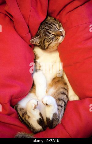 Relaxed, sleeping tomcat (Felis silvestris catus) lying in red pillow, Germany, Europe Stock Photo