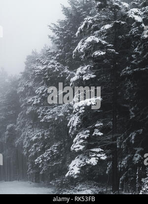 Pine and spruce trees covered in snow Stock Photo