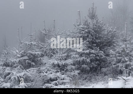 Pine and spruce trees covered in snowfall in winter Stock Photo