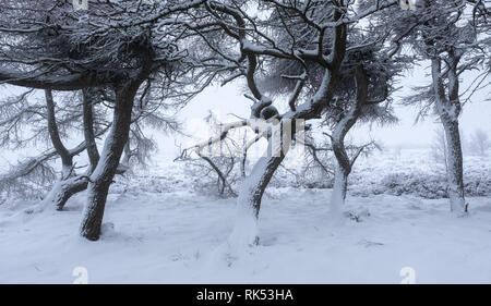 Snow covered tree trunks in winter Stock Photo