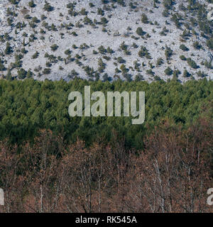 Sabinar de Peña Lampa, Peña Lampa, Velilla del Río Carrion, Montaña Palentina, Palencia, Castilla y Leon, Spain, Europe Stock Photo