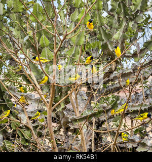 Group of cute african black and yellow weaver birds in Kenya Stock Photo