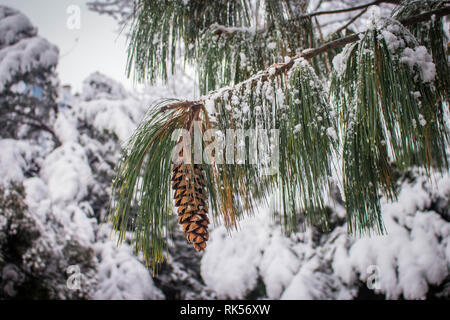 Mature brown cone of the Bhutan pine - latin name Pinus wallichiana covered with snow in the garden in Belgrade in Serbia Stock Photo