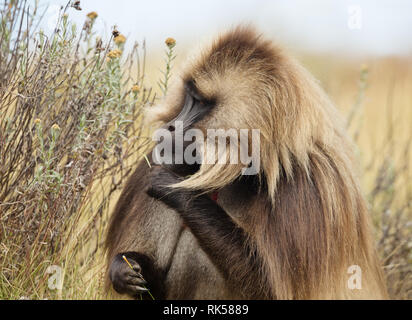Close up of an adult Gelada monkey (Theropithecus gelada) eating grass in Simien mountains national park,  Ethiopia. Stock Photo