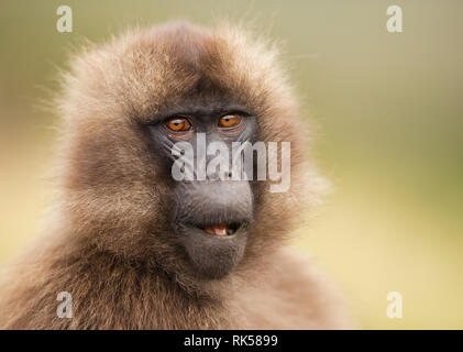 Close up of a female Gelada monkey in Simien mountains, Ethiopia. Stock Photo