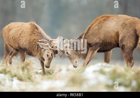 Close-up of Red deer stags fighting in winter, UK. Stock Photo
