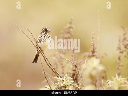 streaky seedeater (Crithagra striolatus Stock Photo