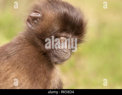 Close up of a baby Gelada monkey, Simien mountains, Ethiopia. Stock Photo