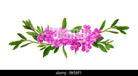 Pink yarrow flowers and green grass with small leaves in a floral arrangement isolated on white Stock Photo