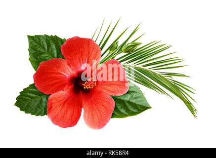 Hibiscus flower with palm leaf in floral tropical composition isolated on white Stock Photo