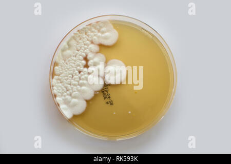 mould fungus test kit Stock Photo