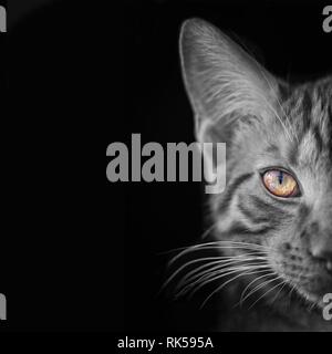 Closeup portrait of a tabby cat with vibrant eyes. Color-Key image with dark background and copy space. Stock Photo