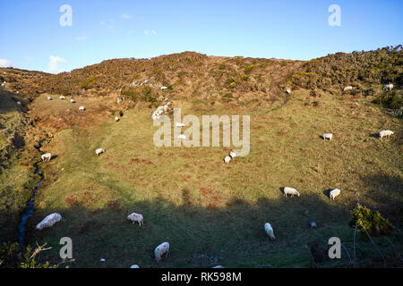 Sheep grazing on a Manx hillside part in shade part in sun on a winter day Stock Photo