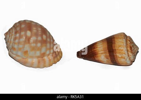 Set Colorful Natural Sea Clam Shells Burlap Canvas Stock Photo by