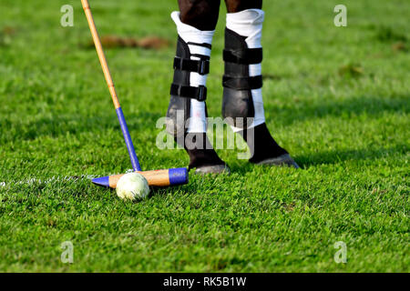 Polo horse legs close up. Ball and mallet on the grass. Horizontal. Stock Photo