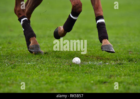 Polo horse legs in motion close up. Ball on the grass. Horizontal. Stock Photo