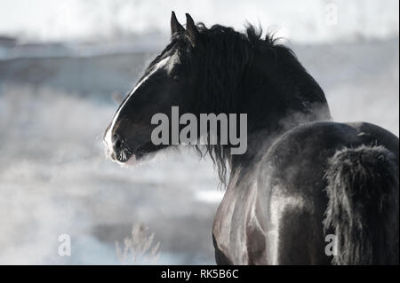 Black Vladimir heavy draft stallion looks back standing in the winter landscape. Horizontal, portrait, back view. Stock Photo