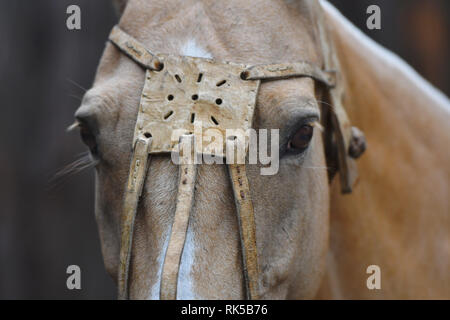 Close up of a horse's head in leather polo halter looking into the camera. Horizontal, front view, portrait. Stock Photo