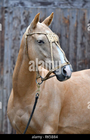 Palomino horse in leather polo halter looks sideways while standing beside wooden log wall. Vertical, sideways, portrait. Stock Photo