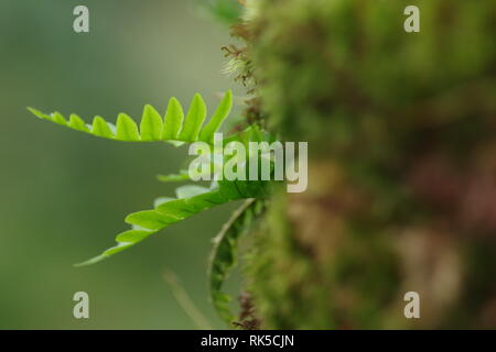 Polypodium vulgare, Oak Fern Epiphyte Growing on a Sessile Oak Tree in Wistmans Wood, Dartmoor National Park, Two Bridges. Devon, UK. Stock Photo