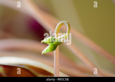 The pretty small pink flower of the Oxalis plant. Stock Photo