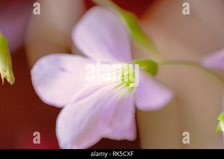 The pretty small pink flower of the Oxalis plant. Stock Photo