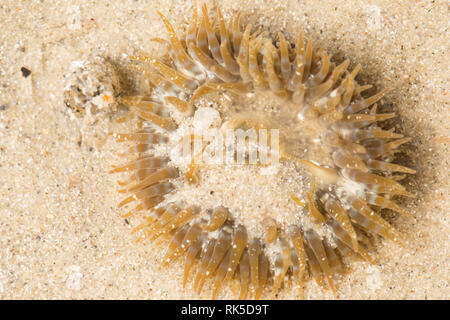 A specimen of Sagartia troglodytes, photographed in a couple of inches of water depth at low tide, in the sandy intertidal zone of Portland Harbour, D Stock Photo