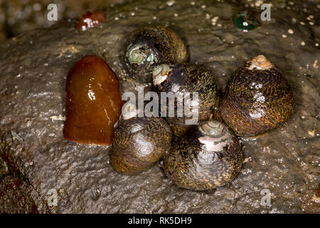 A single beadlet anemone, Actinia equina, next to five common periwinkles, Littorina littorea, all clinging to the underside of a rock at low water in Stock Photo