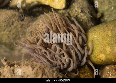 A snakelocks anemone, Anemonia viridis, photographed in a rockpool from the surface. The snakelocks anemone is more commonly green with purple tips bu Stock Photo