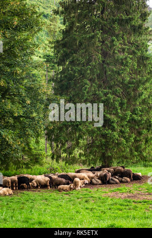 Big flock of sheep grazing in the Pyrenees mountains in Spain Stock ...