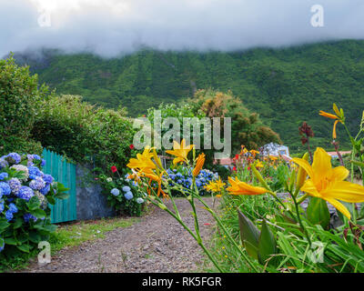 Image of beautiful blooming hydrangeas and other colorful flowers in the nature of the Azores with foggy forest mountain in the background Stock Photo
