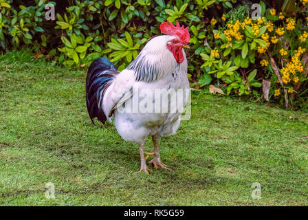 Rooster cockerel hen chicken Stock Photo