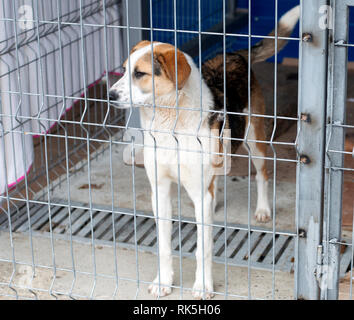 beautiful stray dog in shelter, charity theme, animal shelter, dog rescue Stock Photo