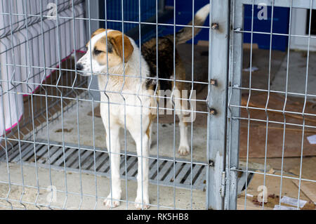 a large stray dog in the shelter, the theme of the charity, animal shelter, dog rescue Stock Photo