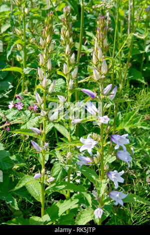 Nettle-leaved Bellflower (campanula trachelium), also known as Bats-in-the-belfry, a close up of several plants showing the flowers, buds and leaves. Stock Photo