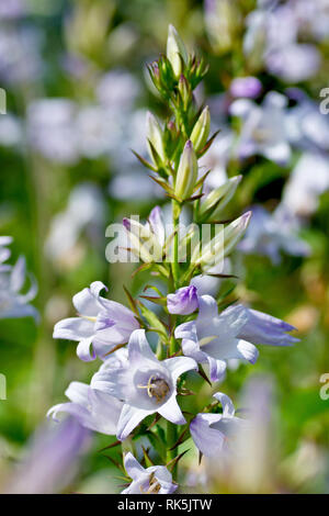 Nettle-leaved Bellflower (campanula trachelium), also known as Bats-in-the-belfry, a close up of a single flowering spike showing the flowers and buds Stock Photo