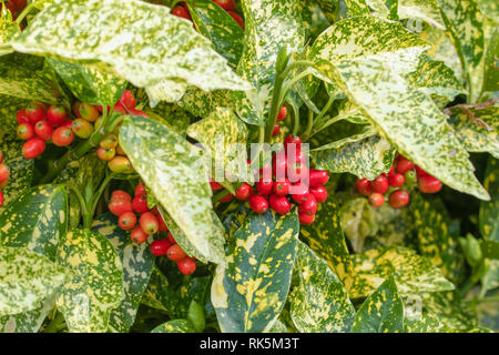 Aucuba japonica, commonly called spotted laurel. Garryaceae family. Foliage and berries Stock Photo