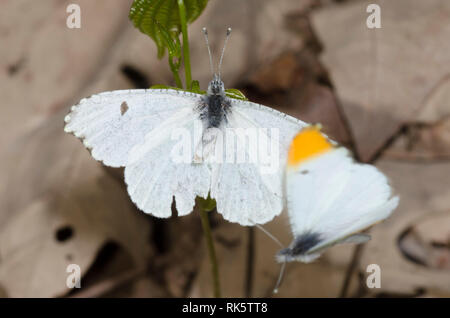 Falcate Orangetip, Anthocharis midea, female rejecting courtship from male Stock Photo