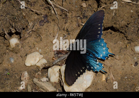 Pipevine Swallowtail, Battus philenor, male mud-puddling Stock Photo