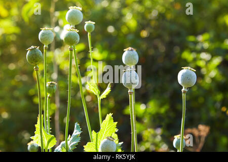 Group of green heads (capsules) of the ripened poppy. Poppy field Stock Photo