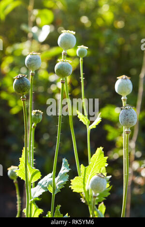 Group of green heads (capsules) of the ripened poppy. Poppy field Stock Photo