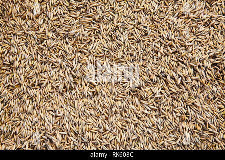 unpeeled oat seeds background. Top view healthy food pattern. Stock Photo