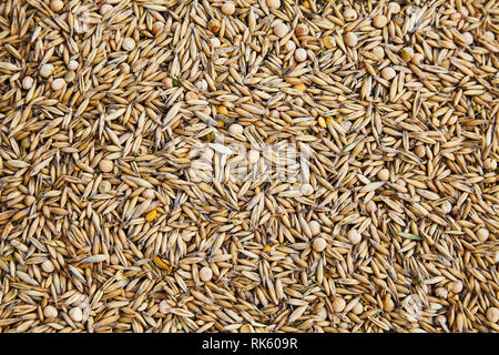 unpeeled oat seeds mixed with dried pea grains background. Top view healthy food pattern. Stock Photo