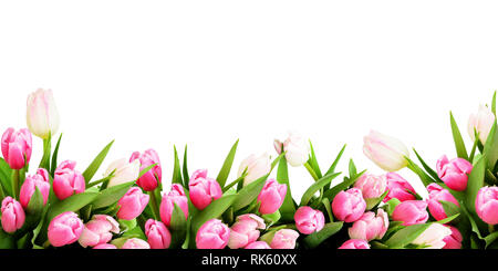 Pink tulip flowers border isolated on white background Stock Photo