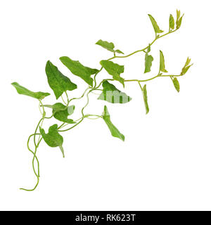 Bindweed sprigs with leaves isolated on white Stock Photo