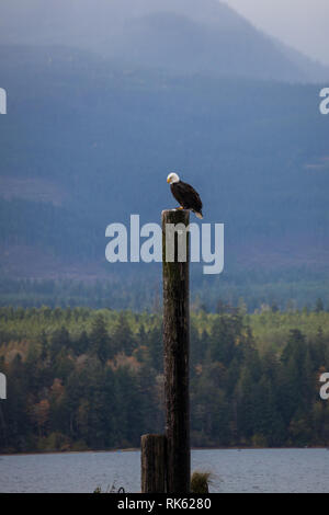 Denman Island, Northern Gulf Islands, British Columbia, Canada Stock Photo