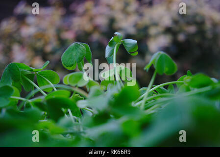 cloverleaf/shamrock after rain. beautiful nature macro/closeup shot of wet plants Stock Photo